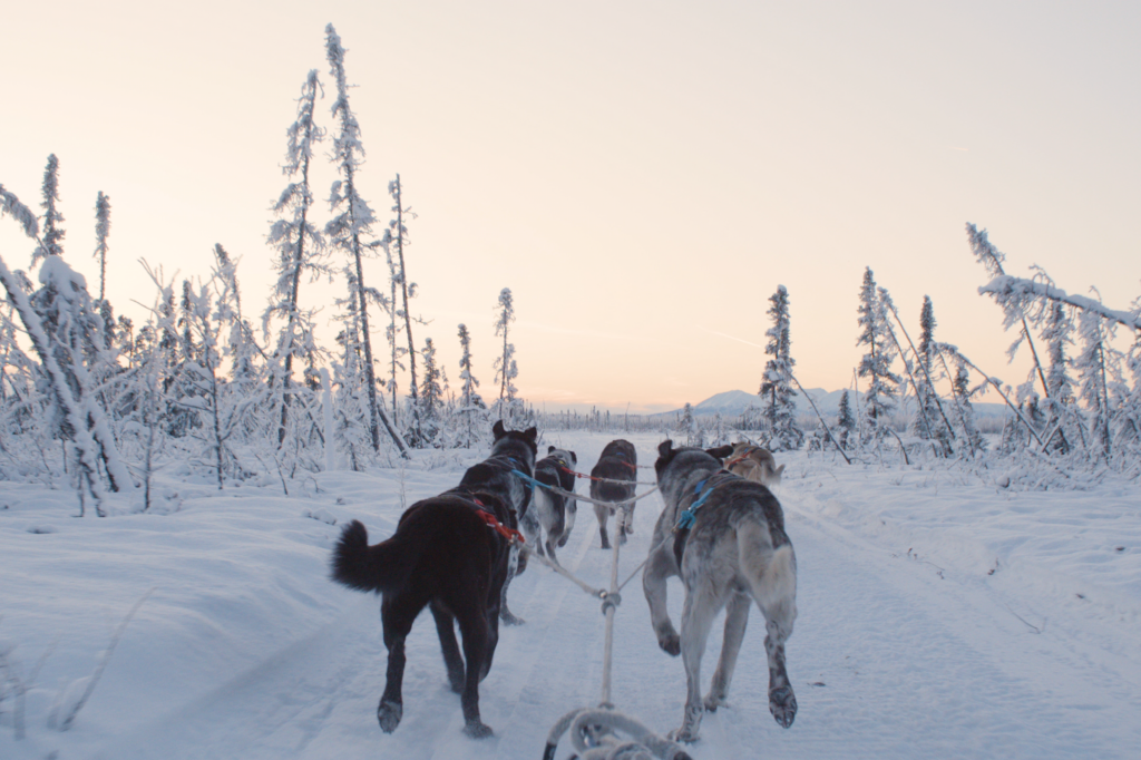 how much is dog sledding in alaska